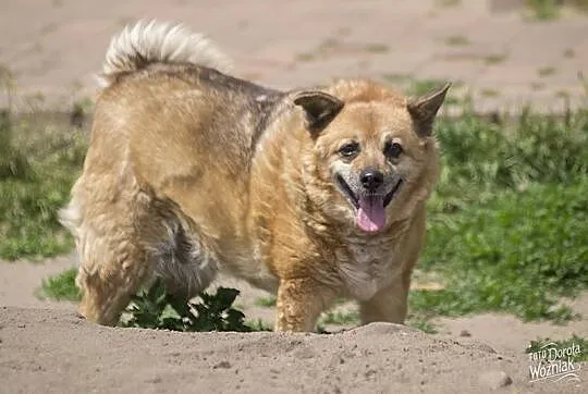 Spokojna, puszysta Pola szuka mądrego domu!