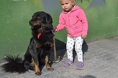 Kasztanek mały puchaty psiak szuka Pilnie domu!!!,  śląskie Katowice