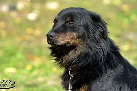 Kasztanek mały puchaty psiak szuka Pilnie domu!!!,