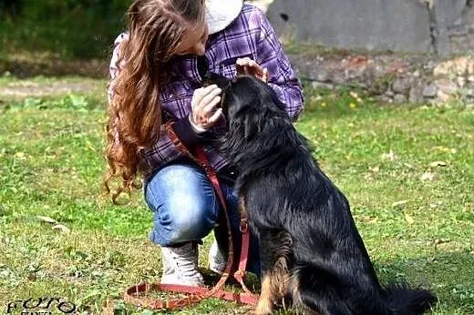 Kasztanek mały puchaty psiak szuka Pilnie domu!!!,