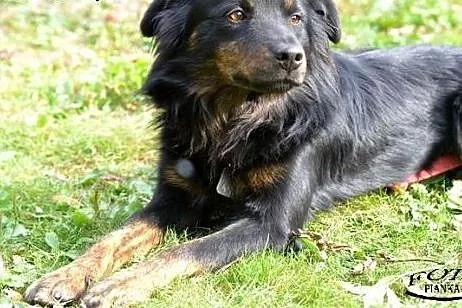 Kasztanek mały puchaty psiak szuka Pilnie domu!!!,
