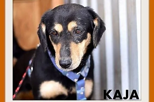 KAJA,średnia,łagodna,wesoła suczka.ADOPCJA,  małopolskie Kraków