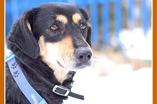 KAJA,średnia,łagodna,wesoła suczka.ADOPCJA,  małop