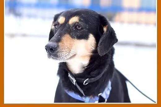 KAJA,średnia,łagodna,wesoła suczka.ADOPCJA,  małop