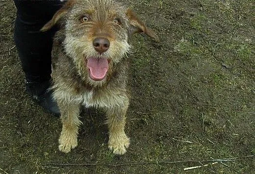 Szagi bardzo fajny i młody psiak, mazowieckie Mi