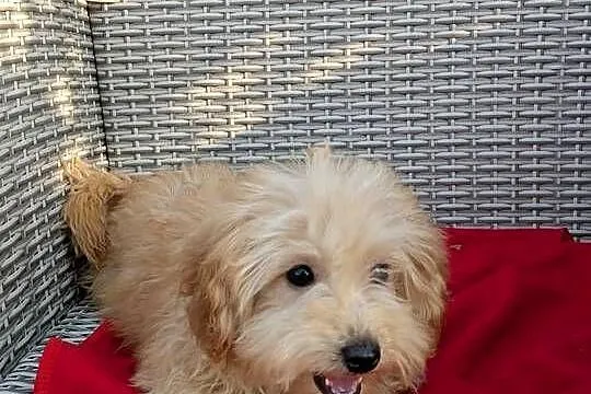 Piesek Maltipoo