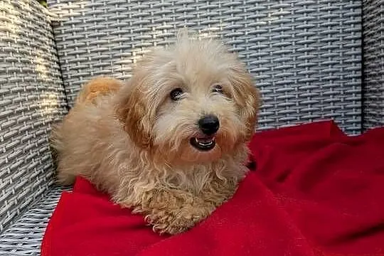Piesek Maltipoo, Świętokrzyskie, Szczaworyż