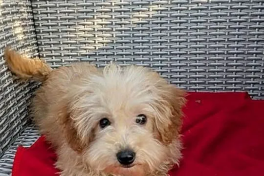 Piesek Maltipoo, Świętokrzyskie, Szczaworyż