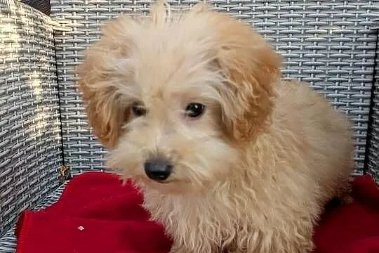 Piesek Maltipoo, Świętokrzyskie, Szczaworyż