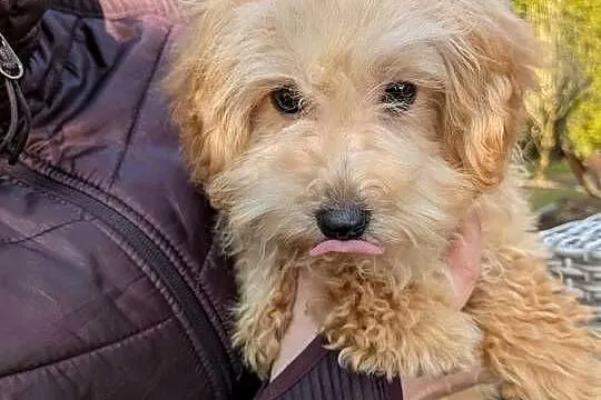 Piesek Maltipoo, Świętokrzyskie, Szczaworyż