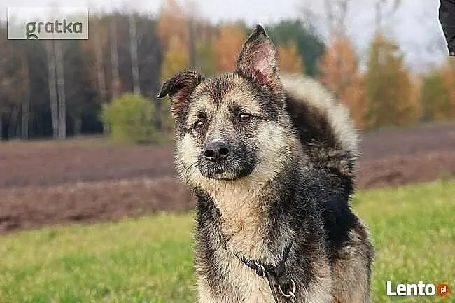 Zabierz mnie z zimnego boksu do ciepłego domku, , Wrocław