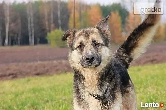 Zabierz mnie z zimnego boksu do ciepłego domku, , Wrocław