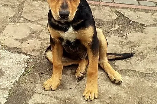 AZA-sunia 3-4 miesieeczna,bedzie wieksza,adopcja!!,  świętokrzyskie Kielce