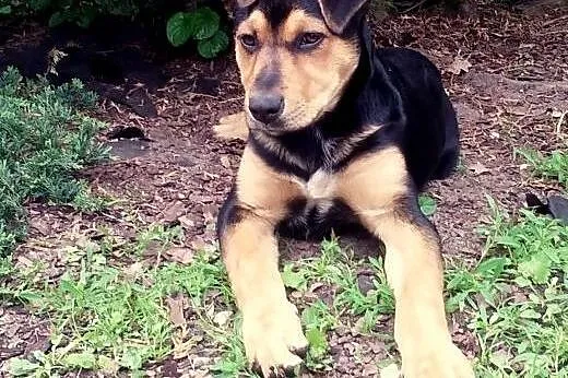 AZA-sunia 3-4 miesieeczna,bedzie wieksza,adopcja!!
