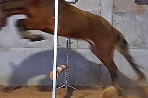Klacz grupy D do sportu