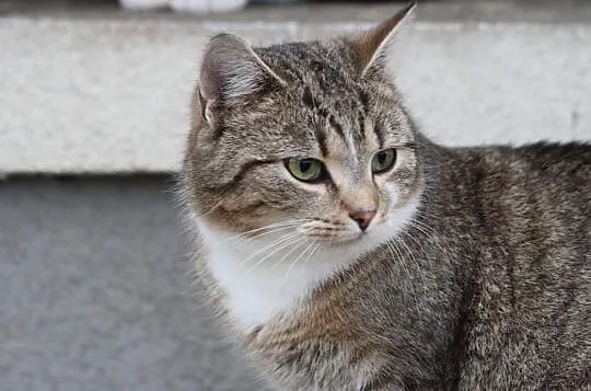 Piękna kotka Asia szuka domu, Głogów