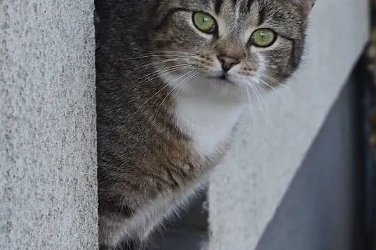 Piękna kotka Asia szuka domu, Głogów