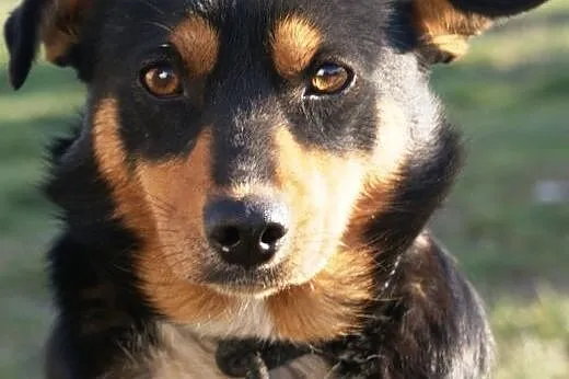 Julka kochana, nieśmiała, łagodna suczka ADOPCJA,  małopolskie Kraków