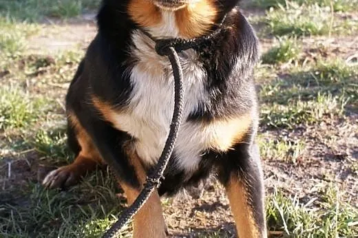 Julka kochana, nieśmiała, łagodna suczka ADOPCJA, 