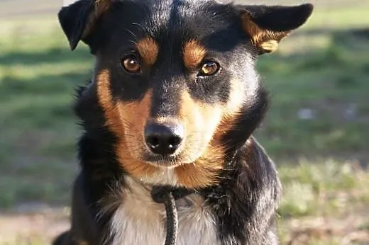 Julka kochana, nieśmiała, łagodna suczka ADOPCJA, 