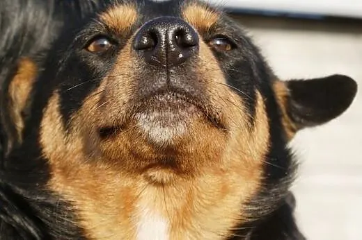 Julka kochana, nieśmiała, łagodna suczka ADOPCJA, 