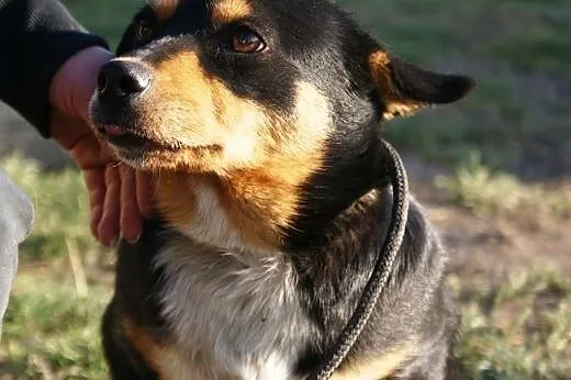 Julka kochana, nieśmiała, łagodna suczka ADOPCJA, 