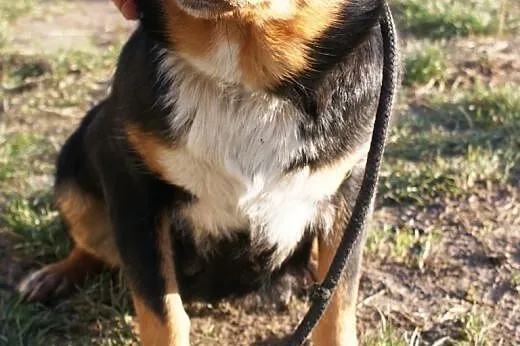Julka kochana, nieśmiała, łagodna suczka ADOPCJA, 