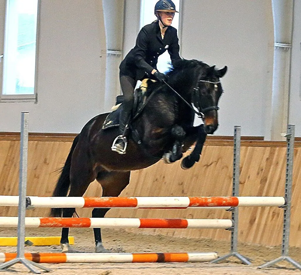 4-letni wałach skokowy ,połbrat ogiera Colestus-CSI5* international, , Wysin
