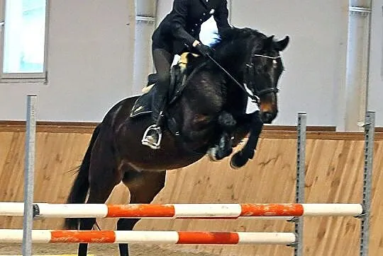 4-letni wałach skokowy ,połbrat ogiera Colestus-CSI5* international, , Wysin