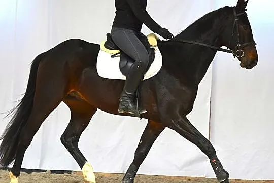 4-letni wałach skokowy ,połbrat ogiera Colestus-CSI5* international, , Wysin