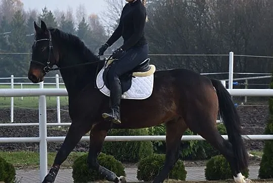 4-letni wałach skokowy ,połbrat ogiera Colestus-CSI5* international, , Wysin