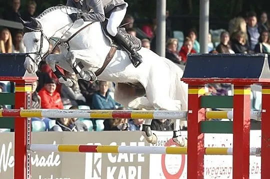 4-letni wałach skokowy ,połbrat ogiera Colestus-CSI5* international, , Wysin