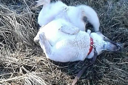 Masza to cudowna sunia, która mieszka w schronisku,  podlaskie Białystok