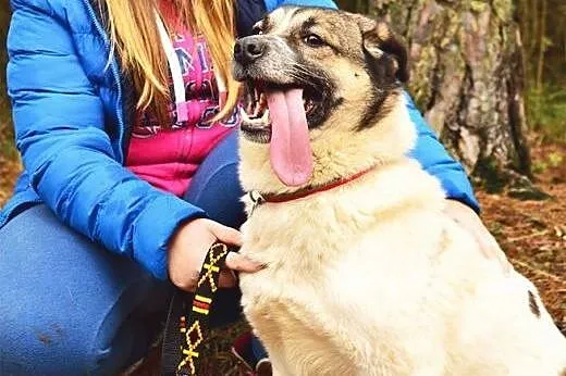 Masza to cudowna sunia, która mieszka w schronisku