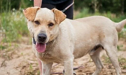 ARNI w typie Labradora szuka odpowiedzialnego domu