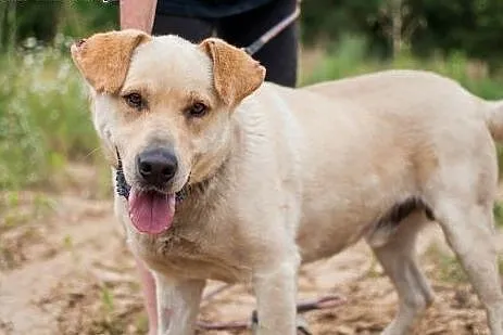 ARNI w typie Labradora szuka odpowiedzialnego domu