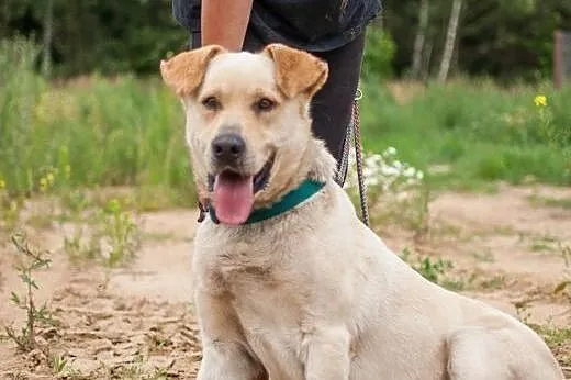 ARNI w typie Labradora szuka odpowiedzialnego domu