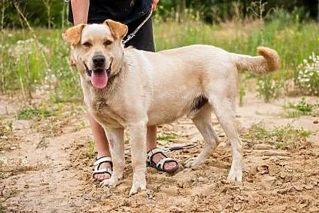 ARNI w typie Labradora szuka odpowiedzialnego domu