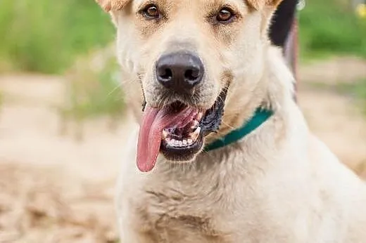ARNI w typie Labradora szuka odpowiedzialnego domu