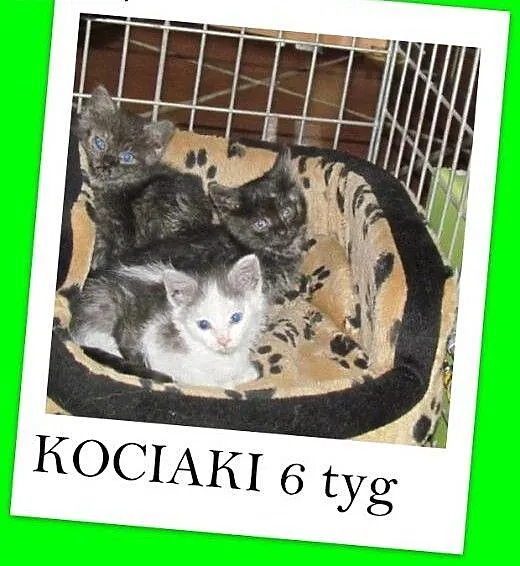 6 tyg.kociaki,dymne,łaciaty,dłuższy włos.ADOPCJA,
