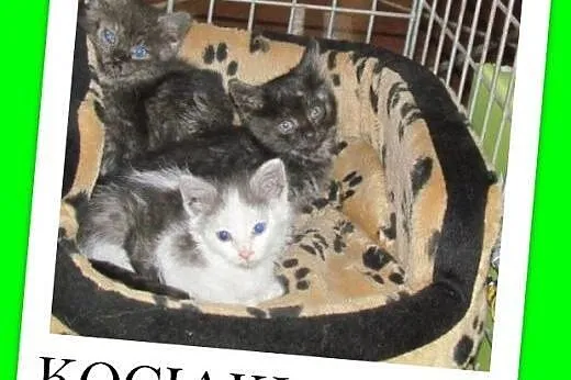 6 tyg.kociaki,dymne,łaciaty,dłuższy włos.ADOPCJA, śląskie Katowice