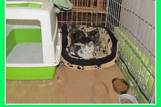 6 tyg.kociaki,dymne,łaciaty,dłuższy włos.ADOPCJA, 