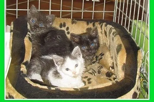 6 tyg.kociaki,dymne,łaciaty,dłuższy włos.ADOPCJA, 