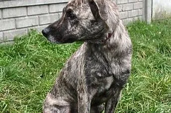 [Do adopcji]: SARA - posłuszna sunia!, Łódzkie, Łódź