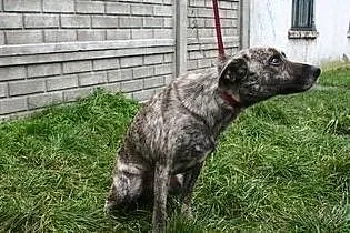 [Do adopcji]: SARA - posłuszna sunia!, Łódzkie, Łódź
