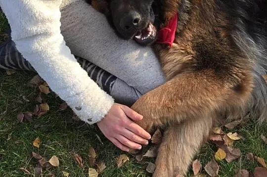 Leon, przepiękny pies w typie OWCZARKA szuka kocha