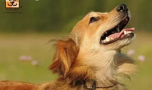 Czikita mikro sunia do pilnej adopcji, mazowiecki