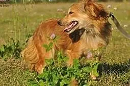 Czikita mikro sunia do pilnej adopcji,  mazowiecki