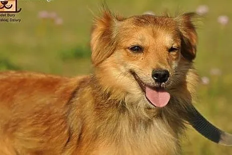 Czikita mikro sunia do pilnej adopcji,  mazowiecki
