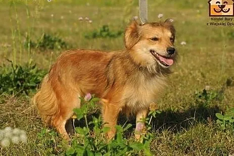 Czikita mikro sunia do pilnej adopcji,  mazowiecki